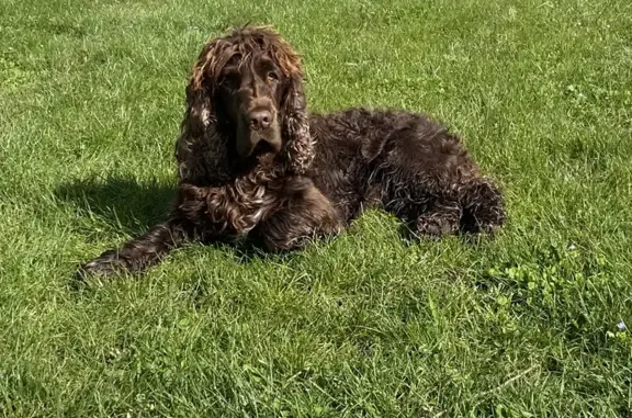 Chien perdu Châteauroux, photo : Chien Cocker perdu à Châteauroux