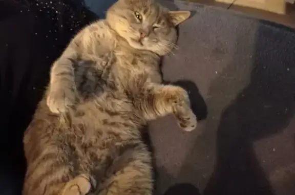 Animaux perdus , photo: Chat gris tigré disparu à Machemont