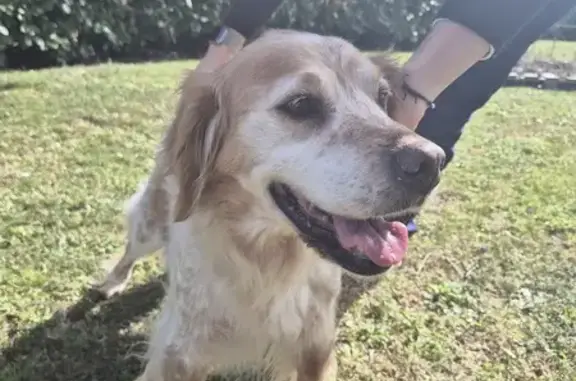 Chien trouvé , photo: Chienne épagneul retrouvée