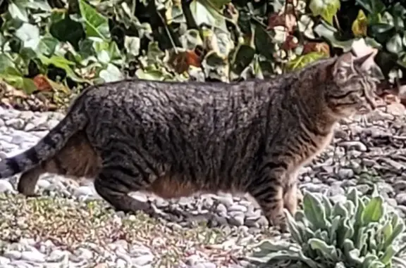 Animaux perdus Le Sappey-en-Chartreuse, photo: Chatte tigrée perdue à Clarnant