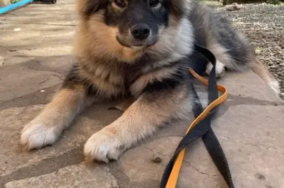 Chien perdu , photo : Chiot Légende perdu à Aubin
