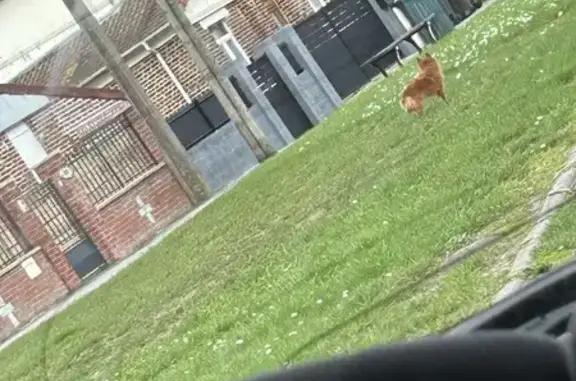 Chien roux craintif perdu à Escaudain - photo