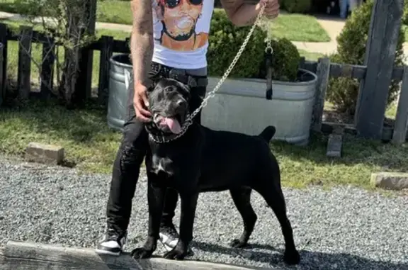 Missing dog , photo: Lost Pup in New Bern, NC - Help Find!