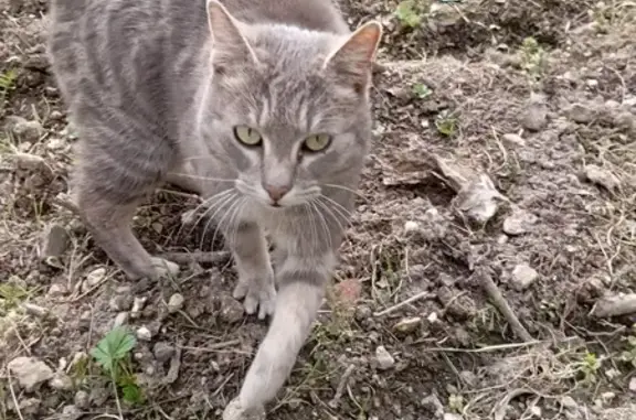Chaton gris perdu à Saint-Savin - photo