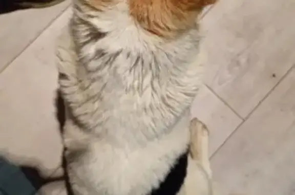 Chien trouvé , photo: Chien croisé trouvé à Chelun