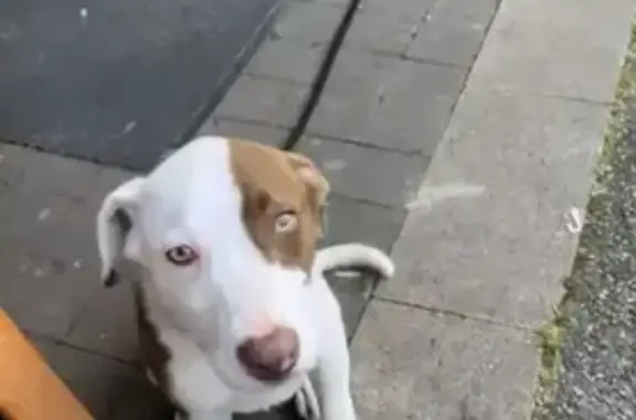 Chiot perdu et infesté sauvé - photo