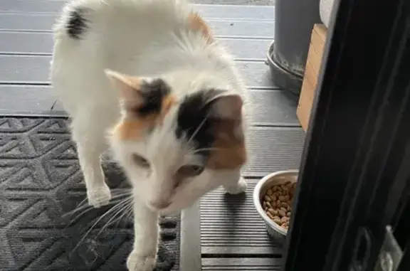 Chat perdu retrouvé à Gradignan - photo