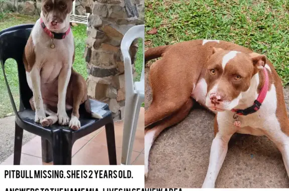 Lost Female Pitbull - Pink Collar on Ballarat Rd