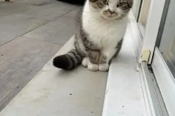 Chat tigré non castré trouvé - photo