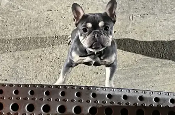 Lost French Bulldog - Help Find Our Baby!