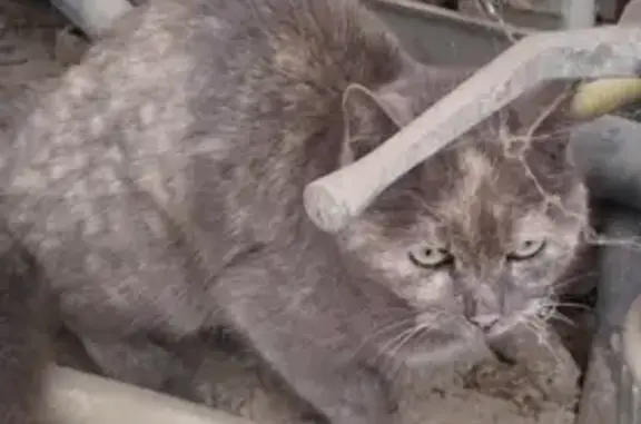 Chatte grise perdue - Le Soler - photo