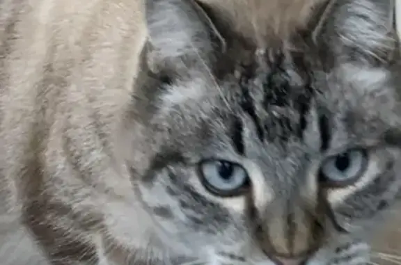 Animaux perdus Six-Fours-les-Plages, photo: Chat mi-siamois perdu à Six-Fours