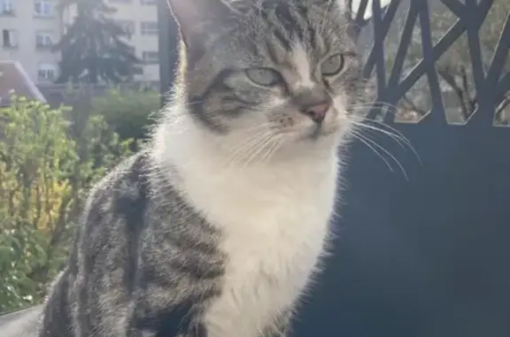 Chat tigré blessé trouvé à Villers - photo