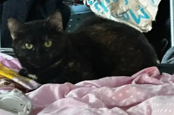 Avis de recherche: Freya - photo