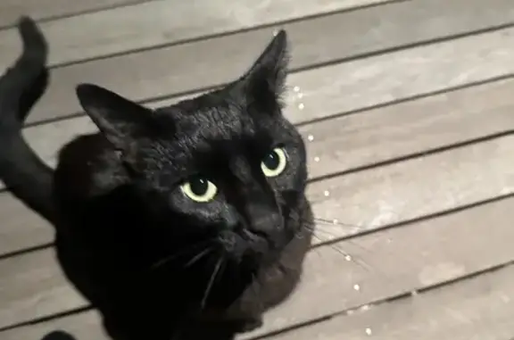 Found: Charming Black Cat with Golden Eyes