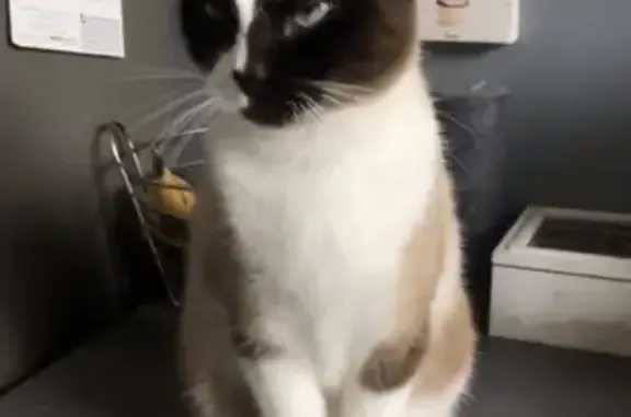 Animaux perdus Savigny-le-Temple, photo: Chatte Birmanie-Siamois Perdue