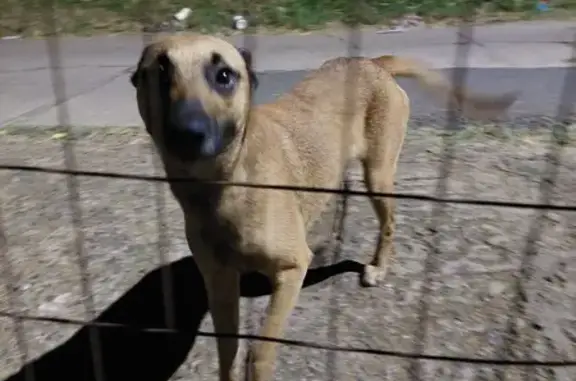 Found Male Brown Dog Near Amblen Pl, Phoenix!