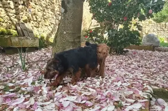 2 Fox Terriers perdus sécurisés - photo
