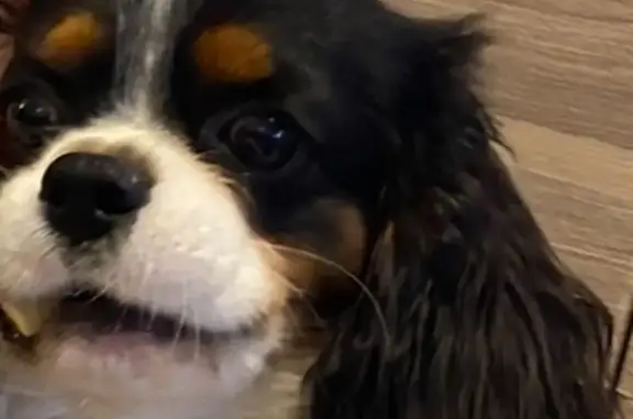 Chien perdu Arette, photo : Chien King Charles Perdu - Arette