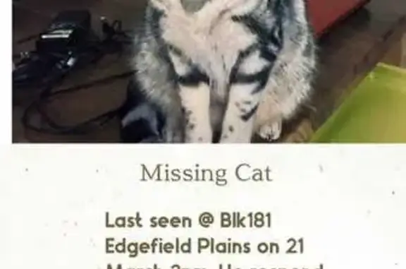 Lost Senior Silver Tabby - Edgefield Plains