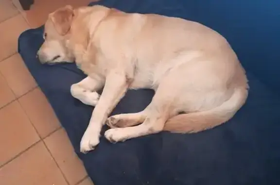 Chien perdu Peyrehorade, photo : Lino, labrador sable perdu