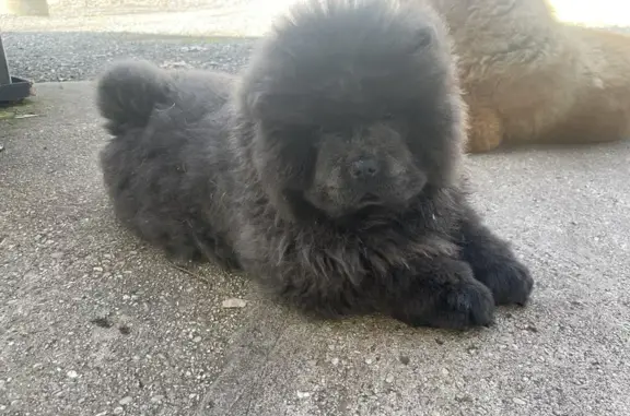 Chien perdu Marcoussis, photo : Chiot volé à Marcoussis