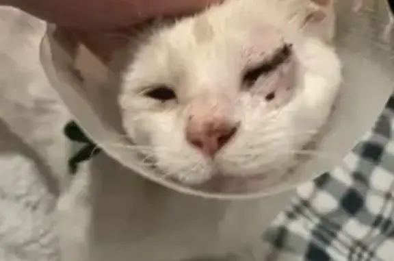 Animaux trouvés Calvisson, photo: Chat un œil blessé trouvé à Calvisson