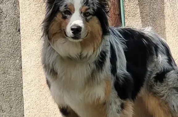 Chien perdu à Ortale retrouvé - photo
