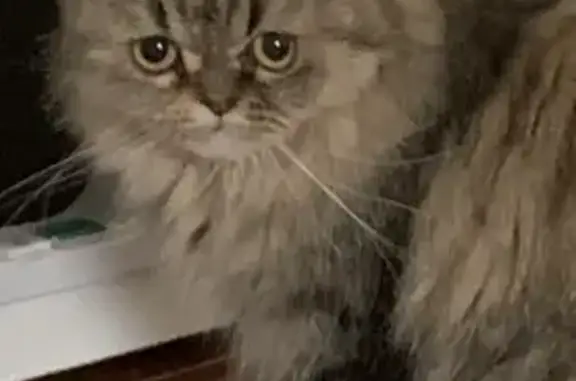 Lost pets , photo: Lost Persian Cat Cindy Lou - Smithfield