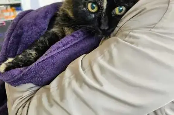 Chatte âgée retrouvée à Tours - photo