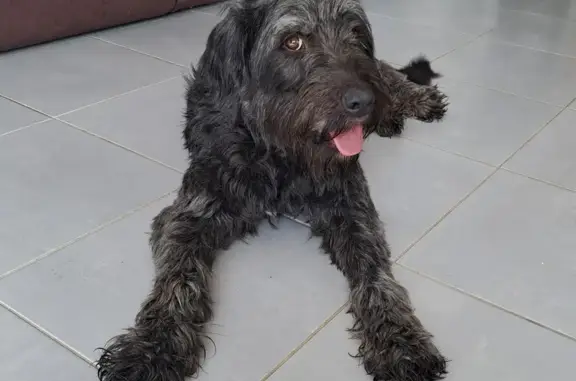 Chien marron retrouvé à Merdrignac - photo