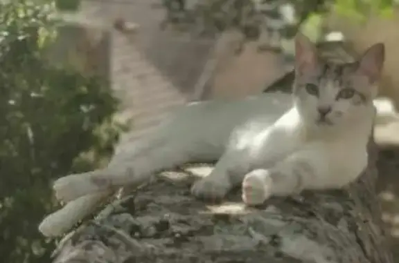 Chat perdu, La Charité-sur-Loire, photo: Chat perdu à La Charité-sur-Loire