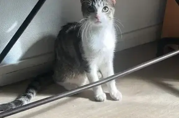 Chat joueur et sociable trouvé - photo