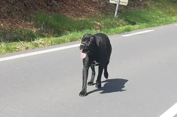 Chien Cane Corso blessé vu D907 - photo