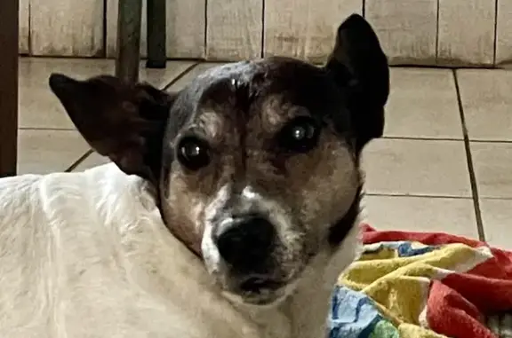 Jack Russel blessé trouvé à Toulouse - photo