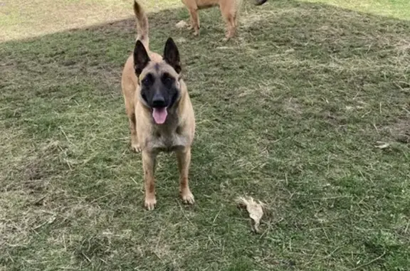 Malinois et chiots trouvés à Loubeyrat - photo