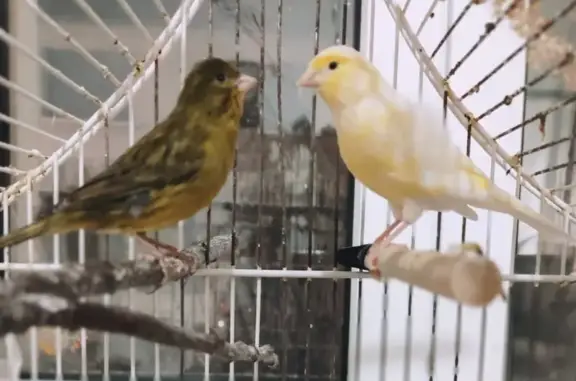 Chien perdu , photo : Alerte: Canaris jaune et vert perdus