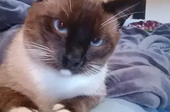 My cat got out of my apartment and ran north towards the neighborhood on S May Ave and SW 95th St. He is a neutered male and is a snowshoe Siamese. He has kidney issues and needs medication every 12 hours.