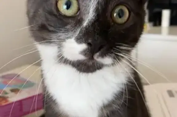 Animaux perdus Saint-Dizier, photo: Chat noir et blanc perdu à Saint-Dizier
