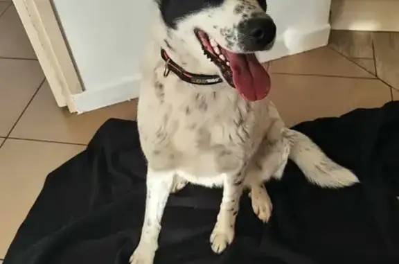 Chien perdu entre Tiercé et Villeveque - photo