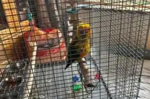 Lost Conure Bird in Atlasville - Help!