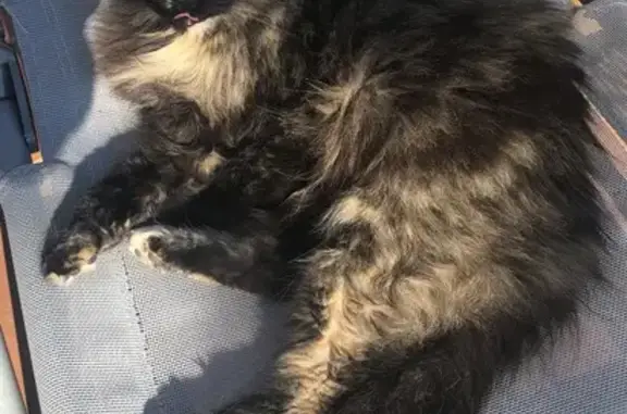Chat perdu, , photo: Chatte écaille disparue à Tavernes