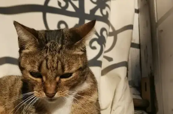 Animaux perdus Bordeaux, photo: Chatte tigrée perdue à Bordeaux