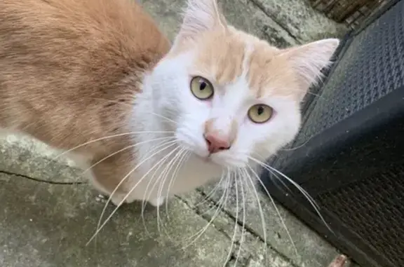 Chat roux et blanc trouvé à Reims - photo