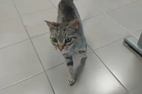 Animaux trouvés Limoges, photo: Chatte âgée trouvée à Limoges