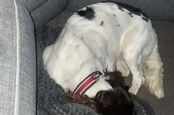 Lost: Alfie, Springer Spaniel with Red Collar