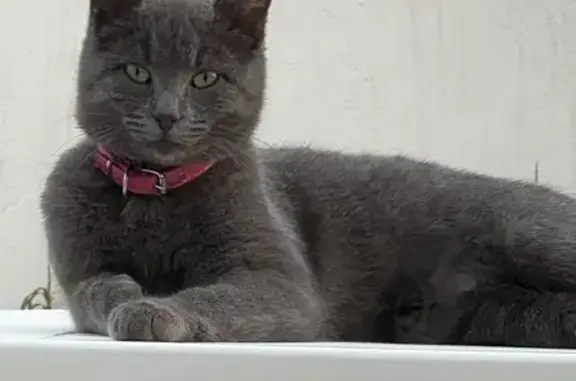 Animaux perdus Mèze, photo: Chatte Shakira perdue, Mèze