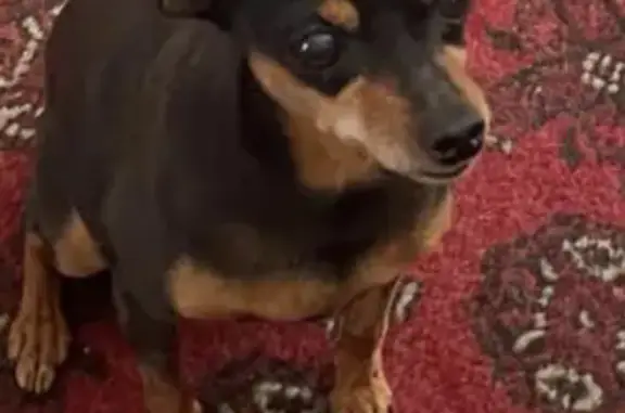 Lost Senior Doberman - 22nd St, Rosebank