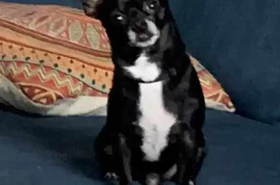Help Find Miki! Lost Black Chihuahua in FL