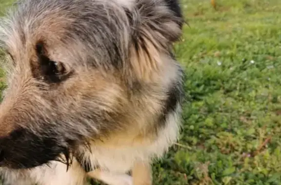 Chien trouvé , photo: Chienne perdue à Alban retrouvée